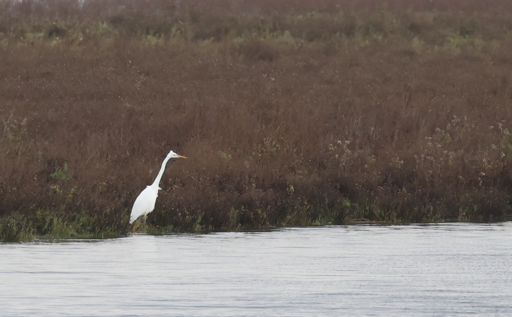 Grote zilverreiger (Oostvaardersplas). Foto van Gerda van der Meer.